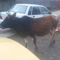 فروش گاو سالم وبزرگ