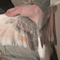 پشتی|پرنده|سبزوار, سجاد|دیوار