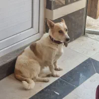 سگ نگهبان کوچولو