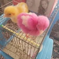 سلام جوجه رنگی یک ماهه به همراه قفس