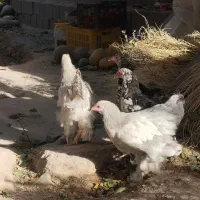 نیمچه برهما لایت