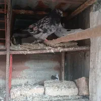 کبوتر سرور کاکلی