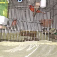 قناری رد فکتور|پرنده|اهواز, سپیدار|دیوار