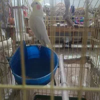 عروس هلندی مولد|پرنده|کرج, فاز ۵ مهرشهر|دیوار