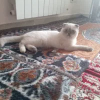 گربه همالین اسکاتیش