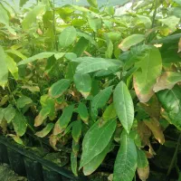 نهال انبه پاکستانی بذری عمده رودان|گل و گیاه طبیعی|رودان, |دیوار