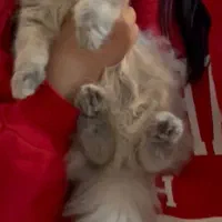 گربه اسکاتیش لانگ هیر