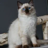 ragdoll زیبا واصیل ۳ماهه