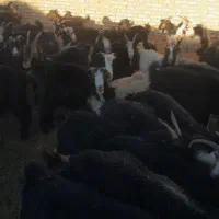 گله بز داشتی جوان چپش