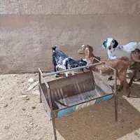 بزوکره|حیوانات مزرعه|یزد, |دیوار