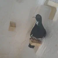 نر سیاه پلنگ