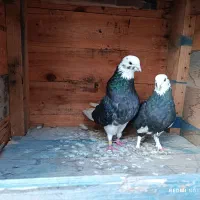 کبوتر پرشی|پرنده|بندرعباس, |دیوار