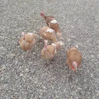 بوقلمون بوربورن