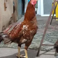 خروس لاری ومرغ