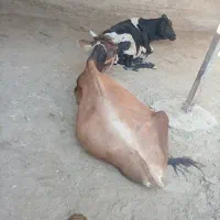 گوساله نر|حیوانات مزرعه|تیمور آباد, |دیوار