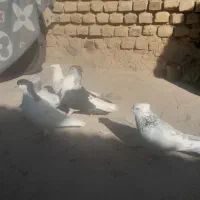 پشت هفترنگ قوچانی سینه ابی|پرنده|بجنورد, |دیوار