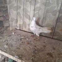 کفتر|پرنده|ورامین, خیر آباد|دیوار