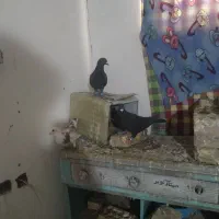 کفتر زاجر|پرنده|زارچ, |دیوار