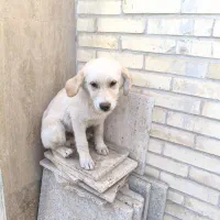 سگ شیطون و ناز|سگ|زارچ, |دیوار