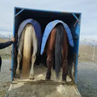 نیسان اسبکش|خودرو سواری و وانت|بروجرد, |دیوار