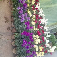 باغبانی و سمپاشی در سراسر تهران|خدمات باغبانی و درختکاری|تهران, سید خندان (جلفا)|دیوار