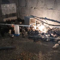 جوجه محلی اصل 12 روزه|حیوانات مزرعه|بهبهان, |دیوار