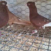 ۴تا دم سفید