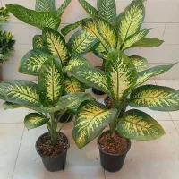 گل گیاه کروتون سانسوریا دیفن باخیا شفلرا شامادور|گل و گیاه طبیعی|قم, سنگ بند|دیوار