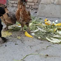 خروس|حیوانات مزرعه|اردبیل, |دیوار