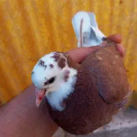 کفتر یا کبوتر گمشده