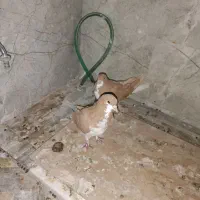 یک جفت شهری زرد