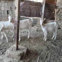 کهره سانن|حیوانات مزرعه|شیراز, حومه شیراز|دیوار