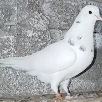 کبوتر خوشخال پرشی