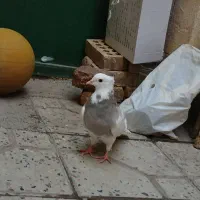 کبوتر طوق|پرنده|مریوان, |دیوار