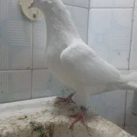 کبوتر