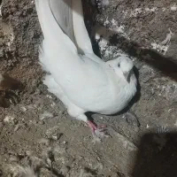 کله|پرنده|ایلام, |دیوار
