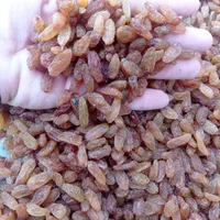 فروش کشمش خوراکی و آبگیری|خوردنی و آشامیدنی|کرمان, |دیوار