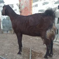 بز پاکستانی