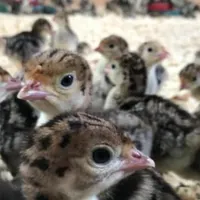 بوقلمون کاملا طبیعی
