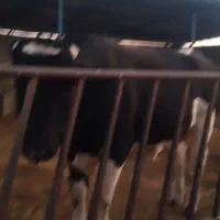 فروش نر گاو چاق وتلیسه|حیوانات مزرعه|بیرجند, |دیوار