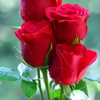 سیم کارت خط،شماره رند 0917111