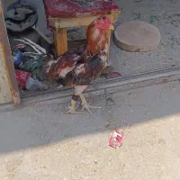 خروس لاری اصیل
