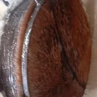 طبل .پوست ی