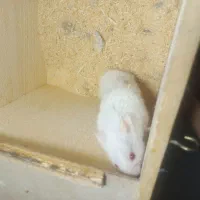 همستر|موش و خرگوش|لنگرود, |دیوار