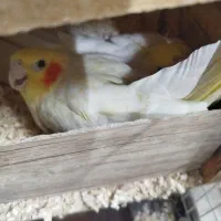 فروش سه جفت عروس مولد|پرنده|تهران, آهنگ|دیوار