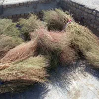 جارو محلی|لوازم نظافت|بروجرد, |دیوار