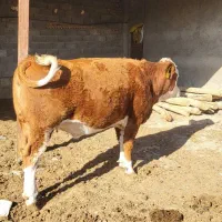 تلیسه.۷ماه.نیم.ابستن