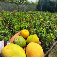 انوع نهال مرکبات و انبه و میوه های گرم سیری|خدمات باغبانی و درختکاری|بندرعباس, |دیوار