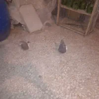 کبوتر سینه قهوه ای