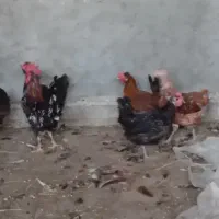 مرغ وخروس